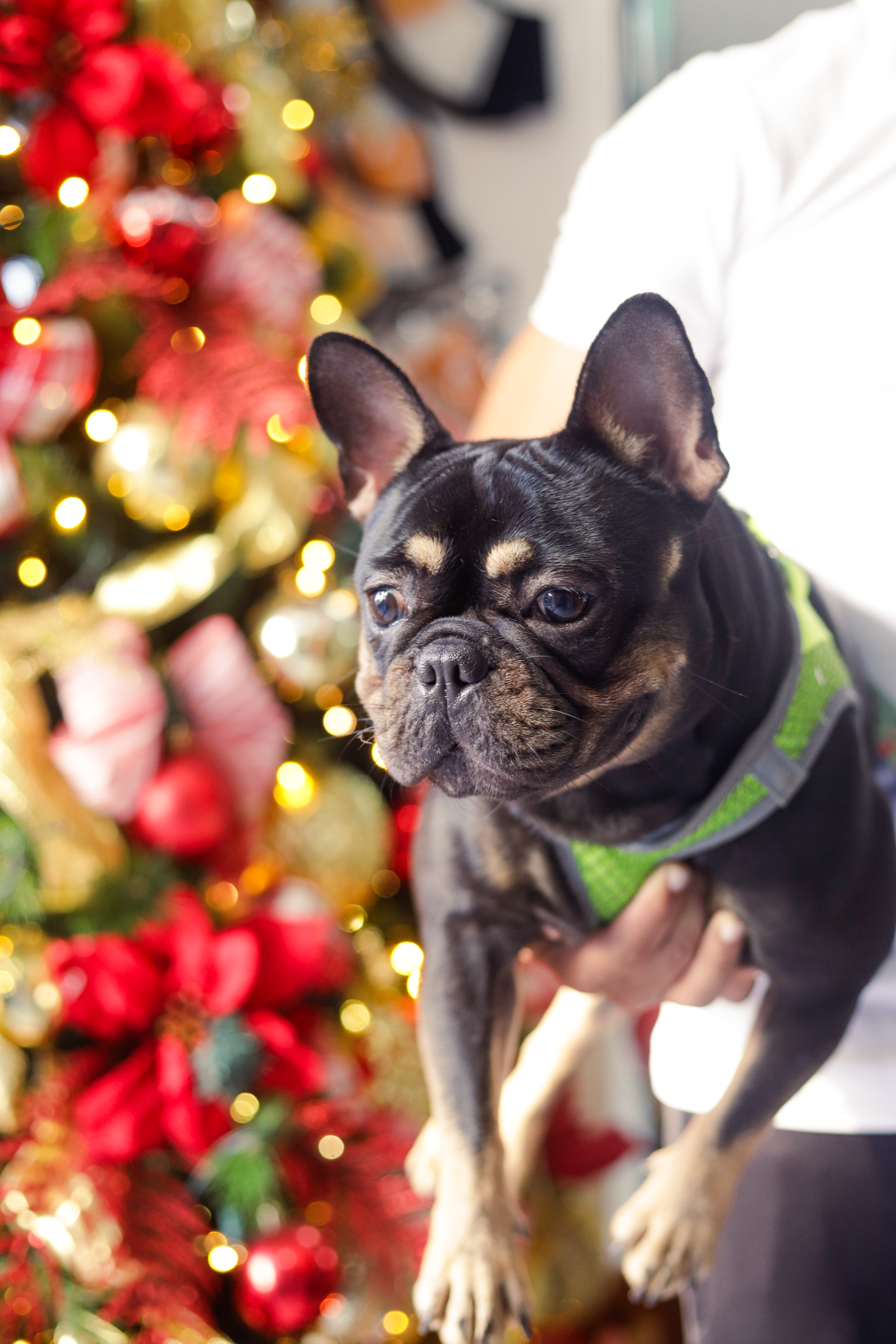 Productos de calidad para mascotas