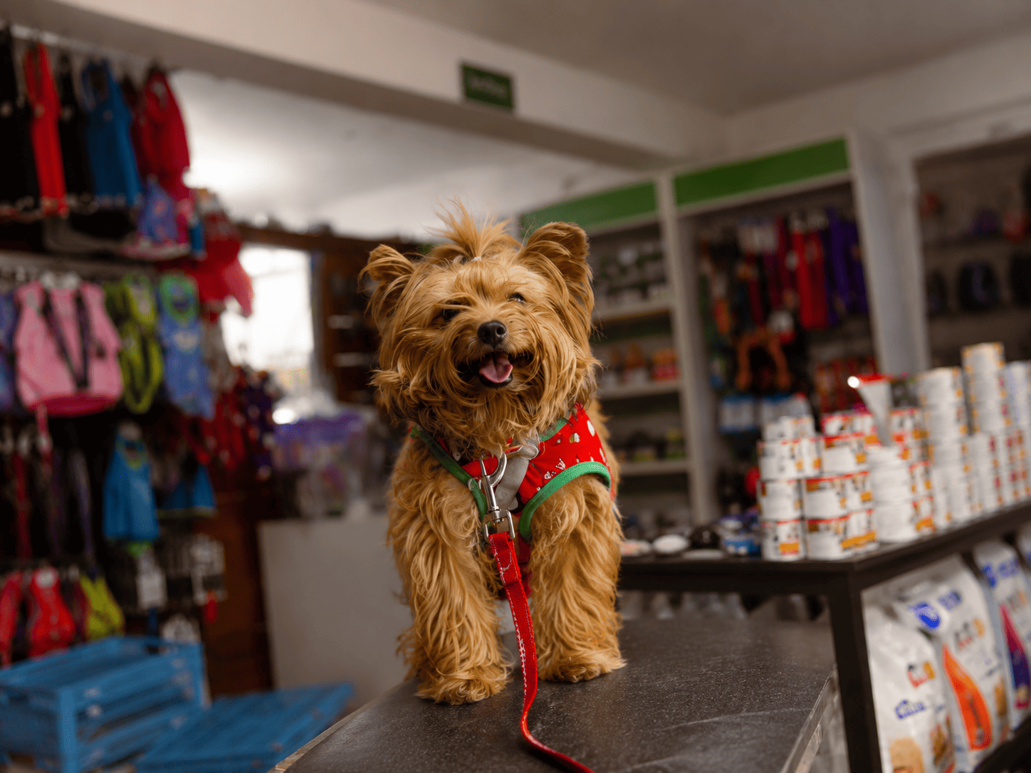 Mascota feliz en Abejitas Veterinaria