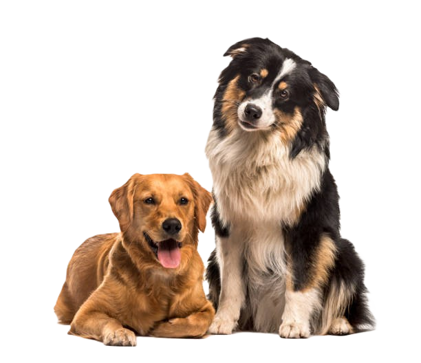 Mascotas felices en Abejitas Veterinaria